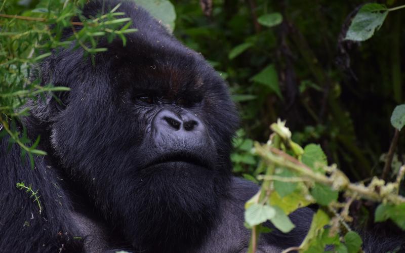 Rwanda