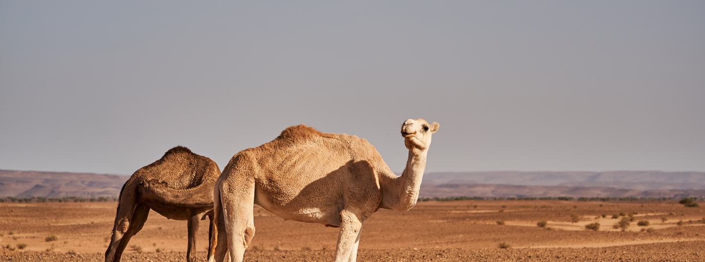 Dodoma, Tanzania: Capital City Travel Guide