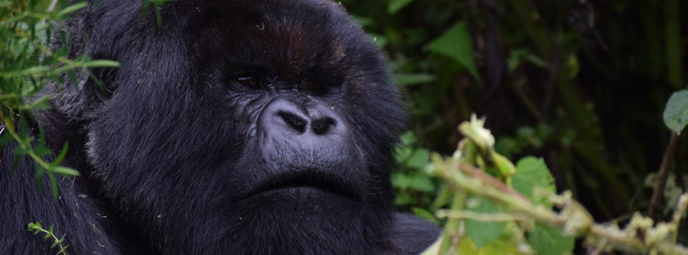 The East Africa Safari Circuit: Tanzania, Kenya, Uganda & Rwanda Explained