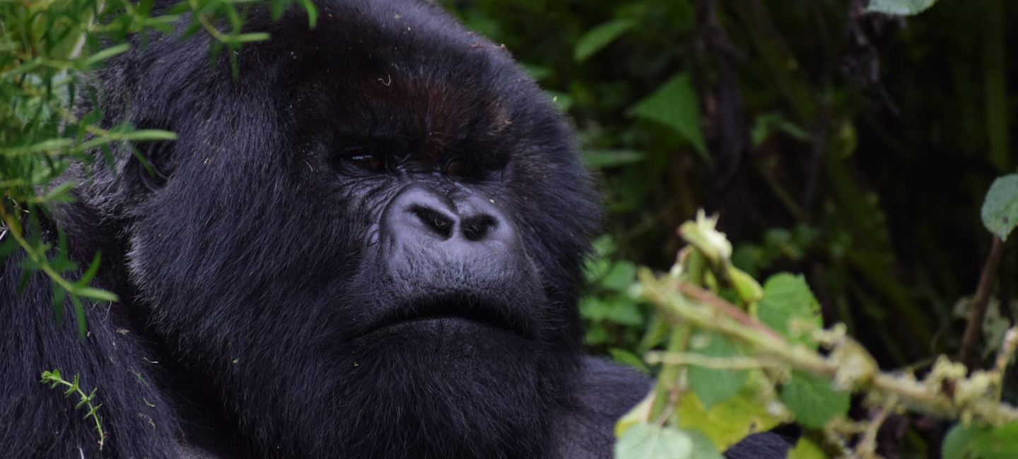 Rwanda & Gorilla Trekking — 