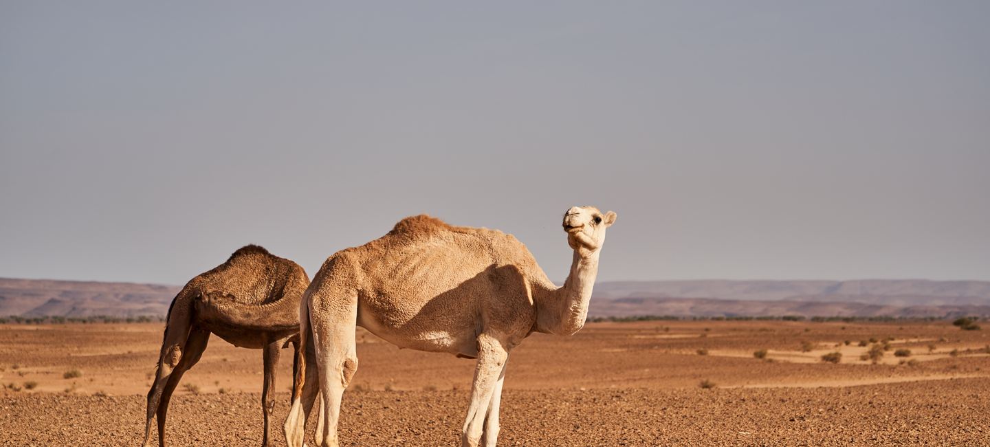 Adventures of Morocco — 