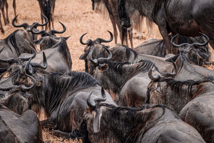 Serengeti Migration Safari
