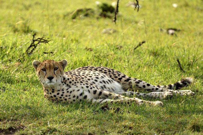 The Spirit of Serengeti